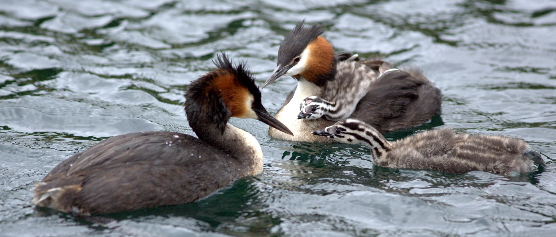 Great Crested Grebes